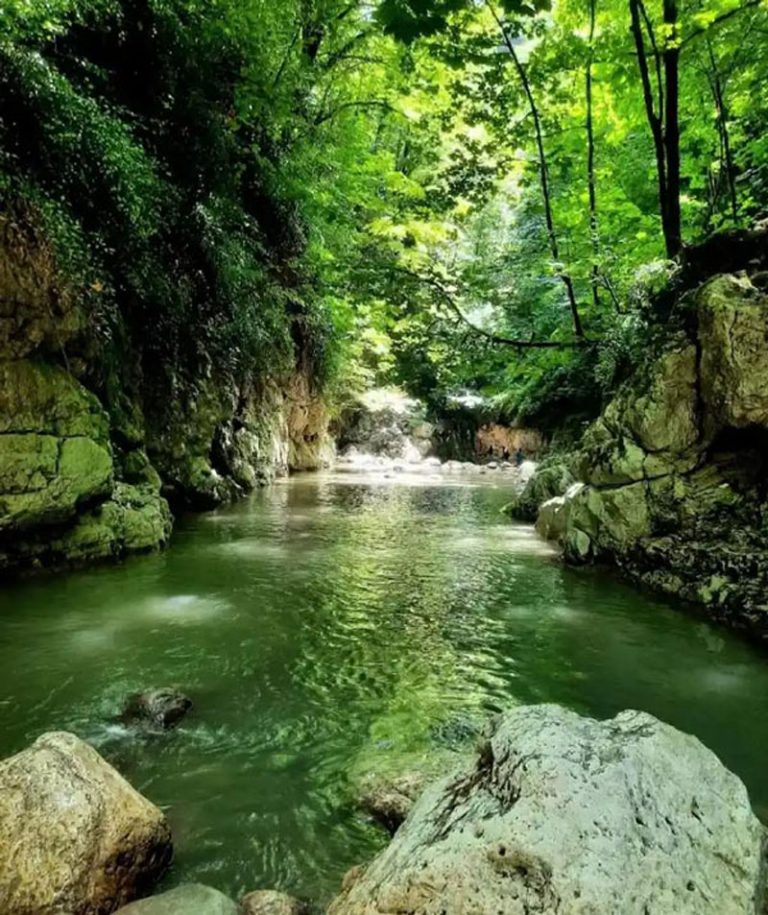 رودخانه و نمای جنگل