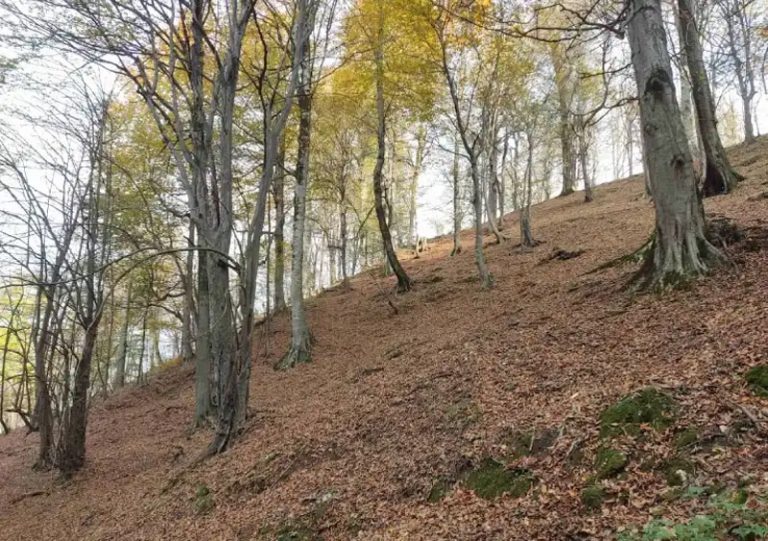 نمای دیگر پائیز چنگل