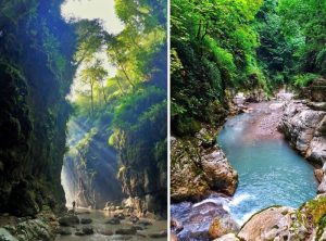 زبیایی ها جنگل