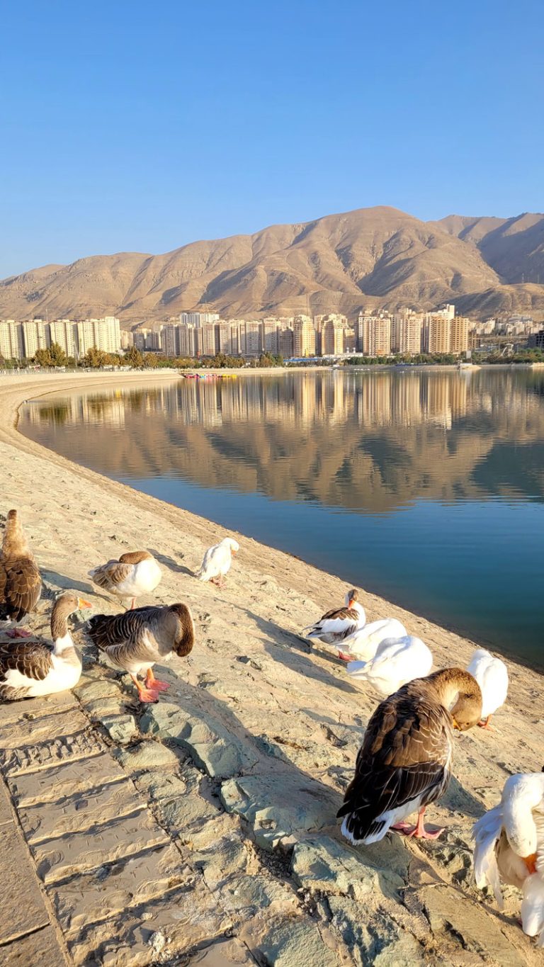 مرغابی های دریاچه