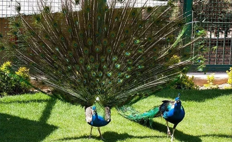 طاووس در کیش