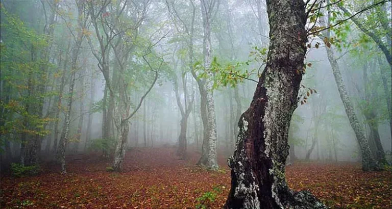 مه جنگل الیمستان