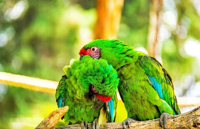 طوطی سبز باغ پرندگان کیش