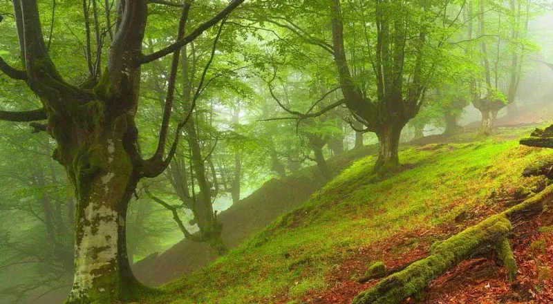 پوشش گیاهیی الیمستان