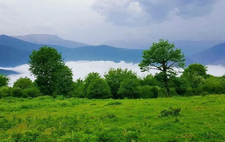 جنگل الیمستان در بهار