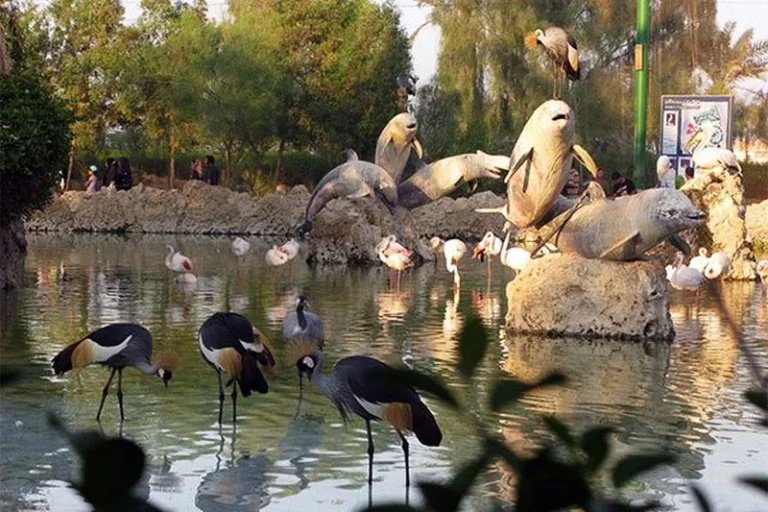 فلامینگو در کیش