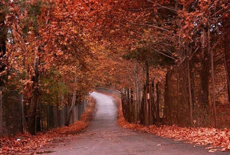 جاده پائیزی برغان