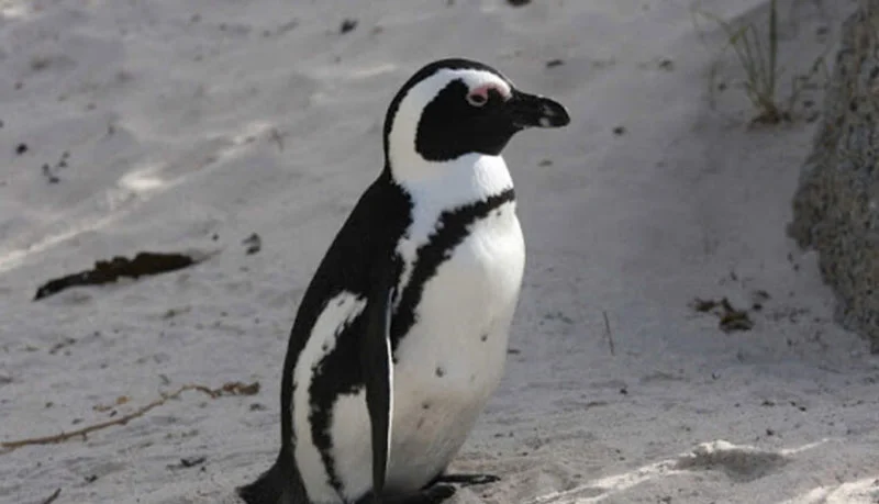 باغ پرندگان