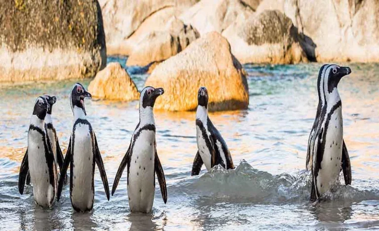 پرندگان در دلفین کیش