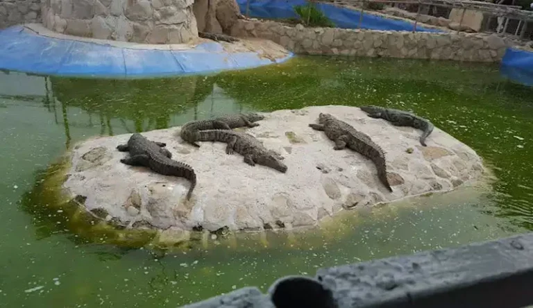 سوسکمار باغ خزندگان کیش