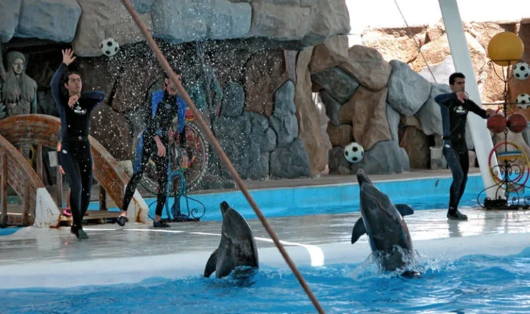 توپ بازی دلفین ها