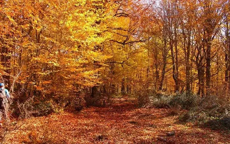 جنگل الیمستان در پاییز