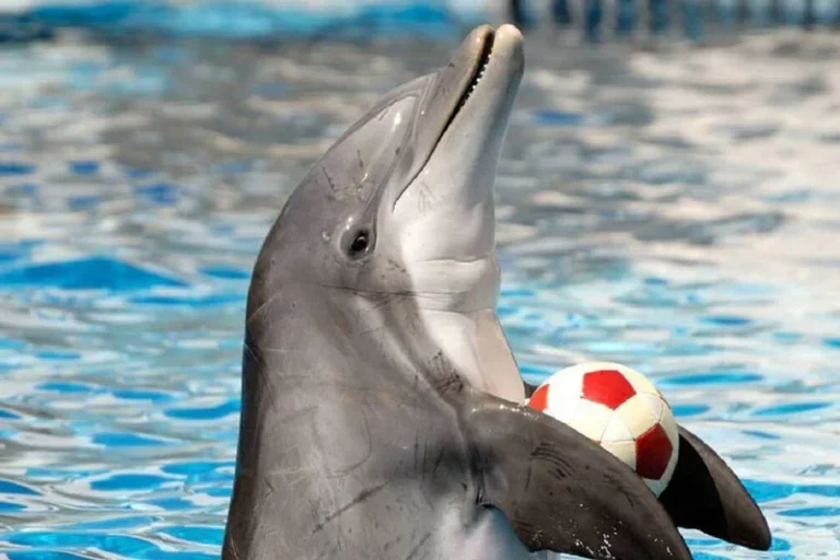 دلفین پارک کیش