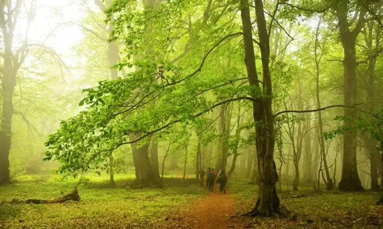 جنگل الیمستان در تابستان