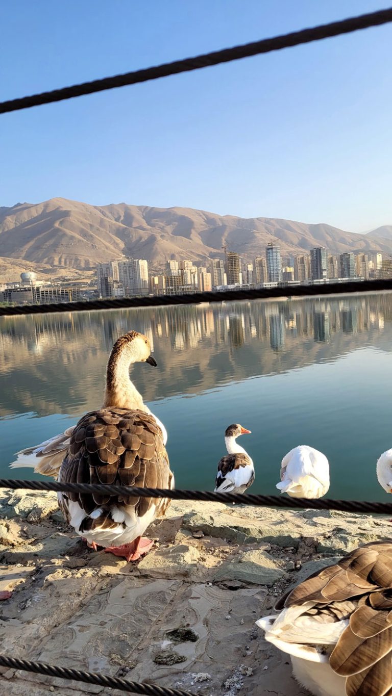 قو های دریاچه