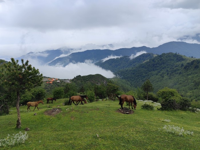نمای دشت و اسب ها