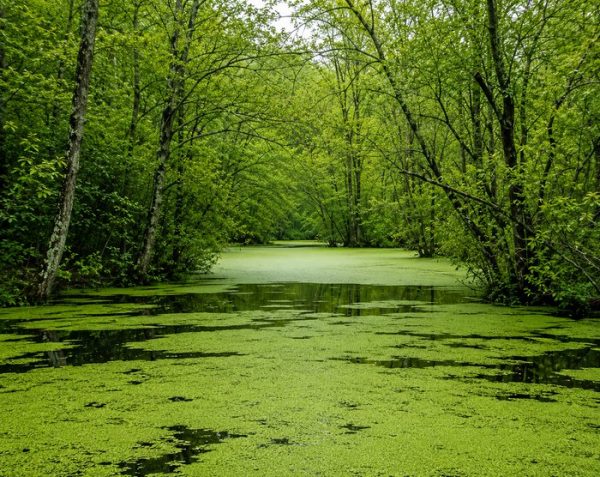 نمای سبز مرداب