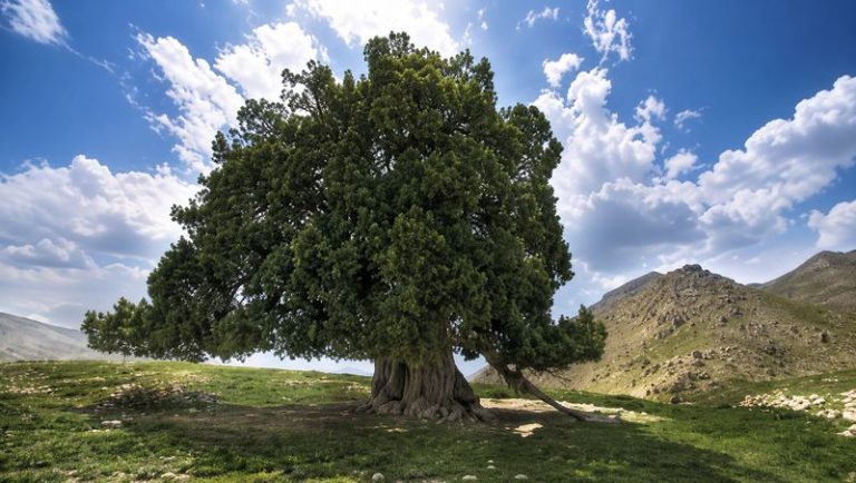 نمای زیبای درخت کهنسال