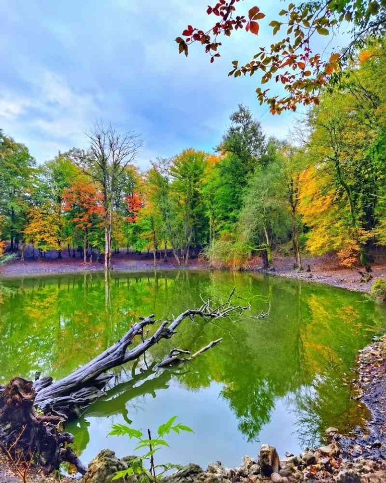 نمای سرسبز مرداب