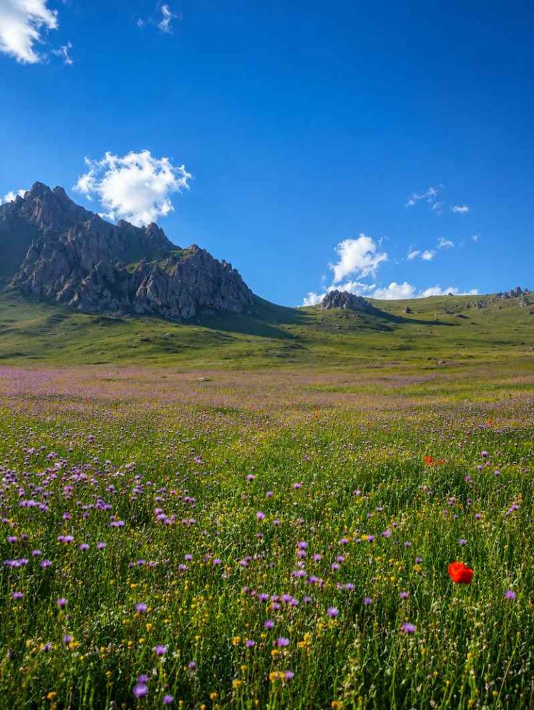 دشت و کوه ها