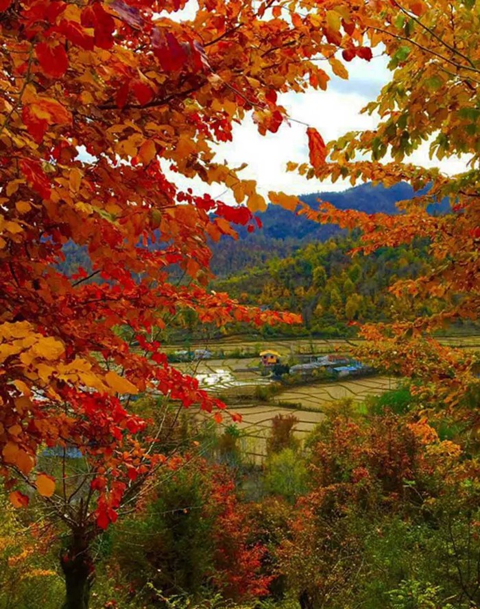 پاییز زیبای جنگل