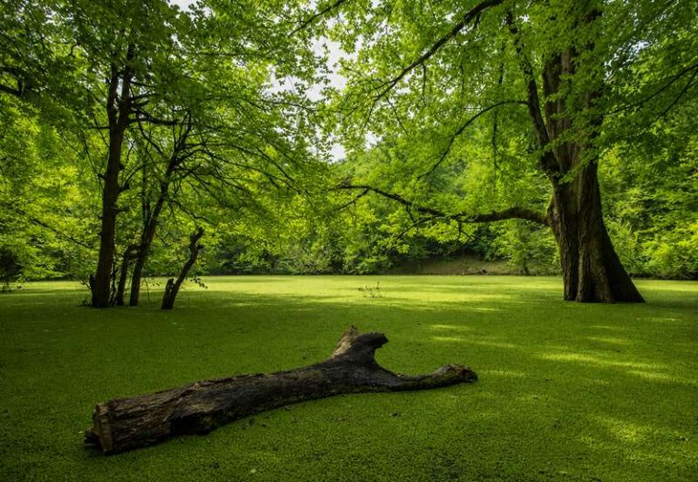 جلبک های سبز