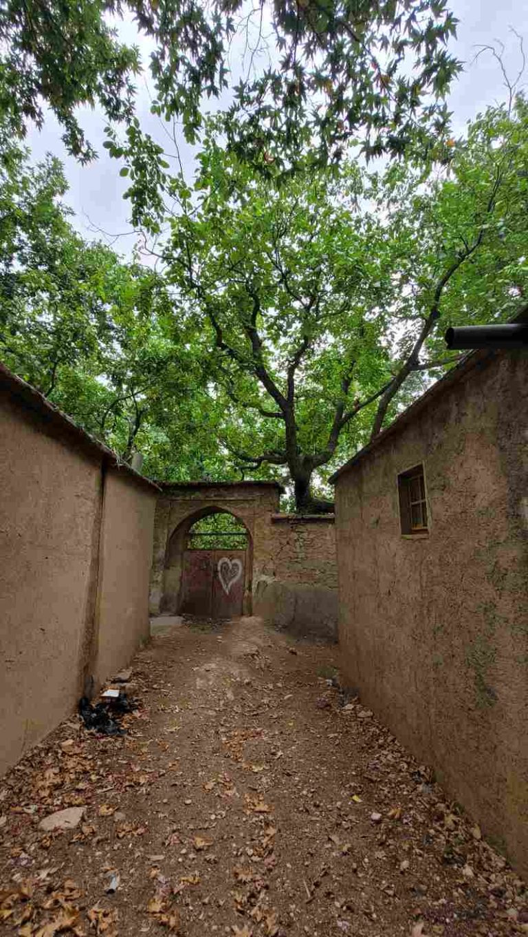 کوچه خاکی درختان
