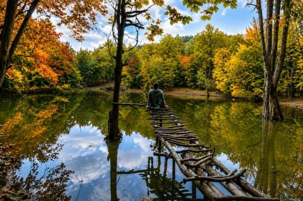 پل چوبی روی مرداب