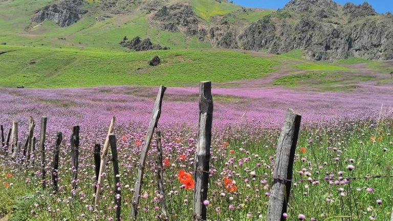 گل های بنفش