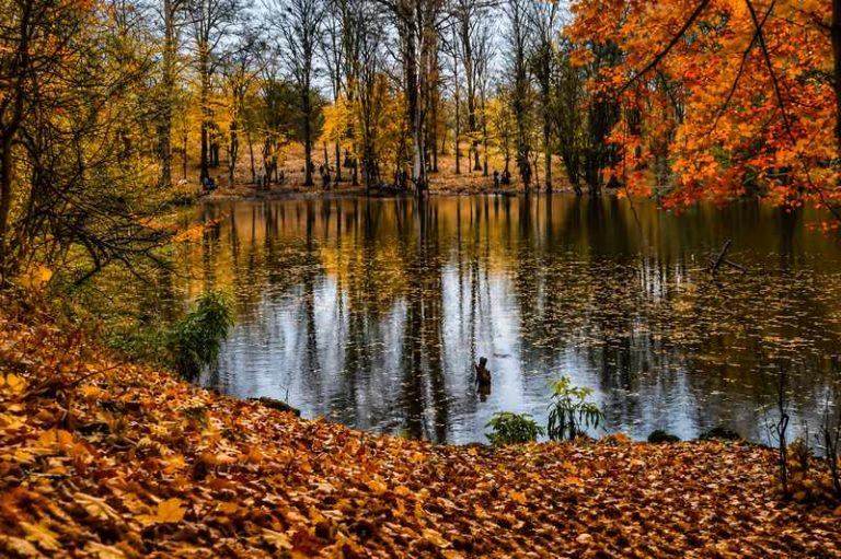 فضای زیبای مرداب