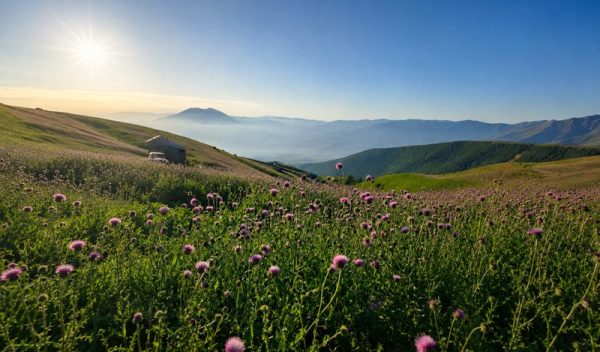 نمای دشت