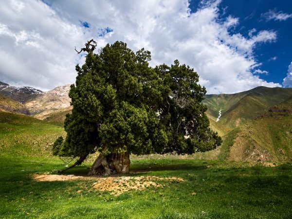 نمای بهاری درخت