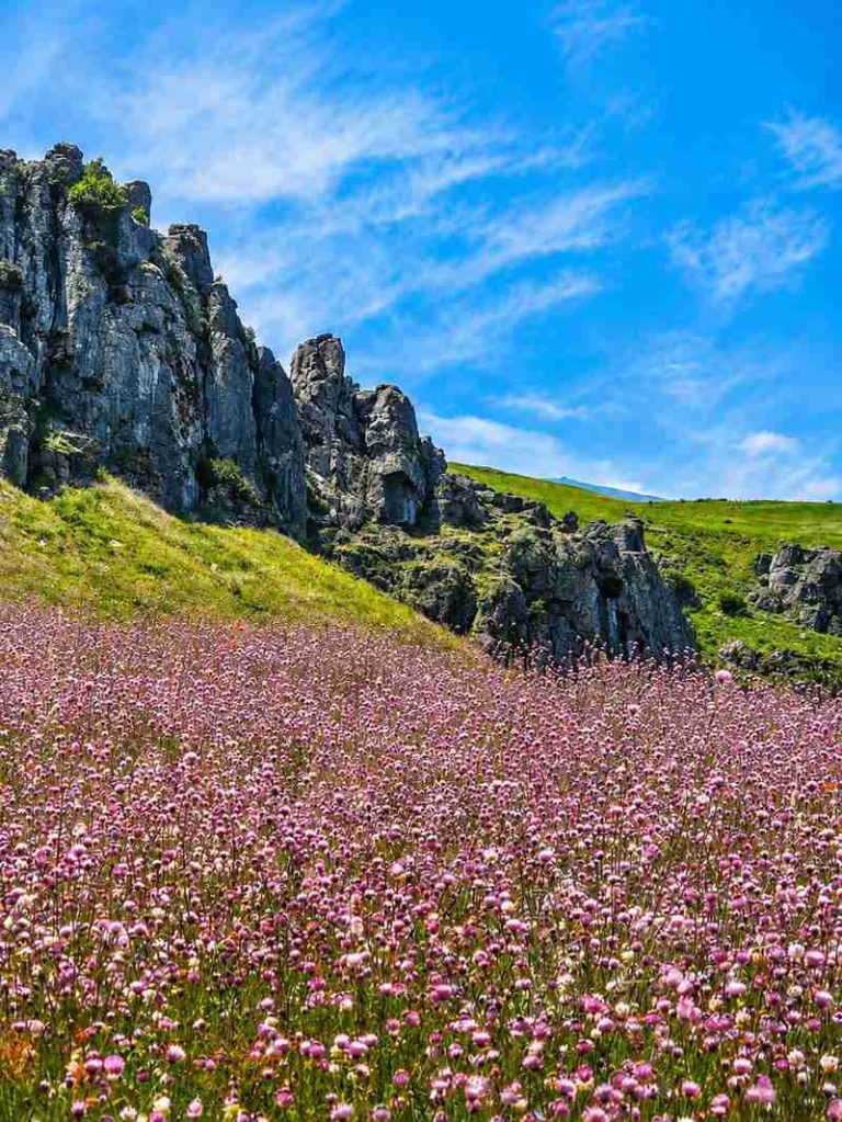 نمای گل ها