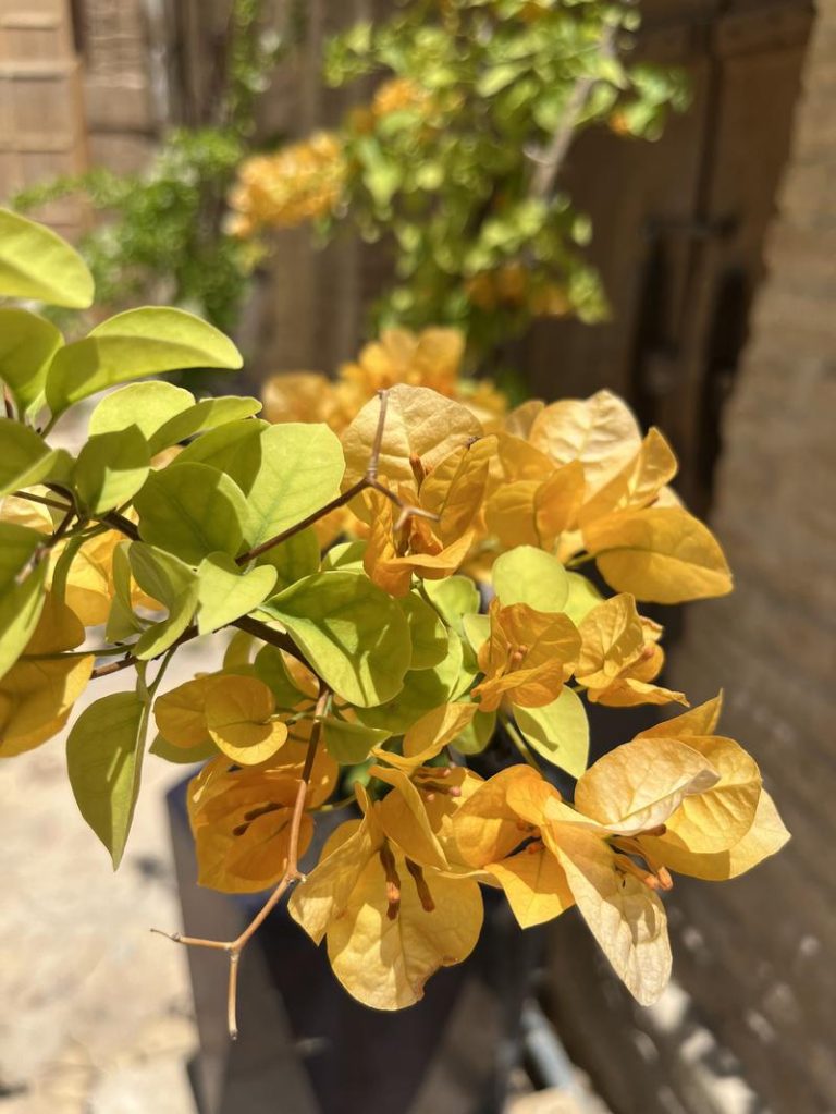 گل‌های زینتی باغ