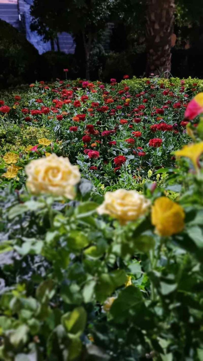 گل‌های شکوفا