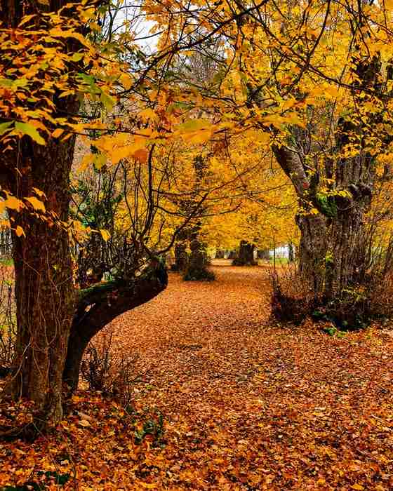 برگ های پاییزی گیسوم