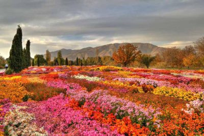 نمای از گل های باغ