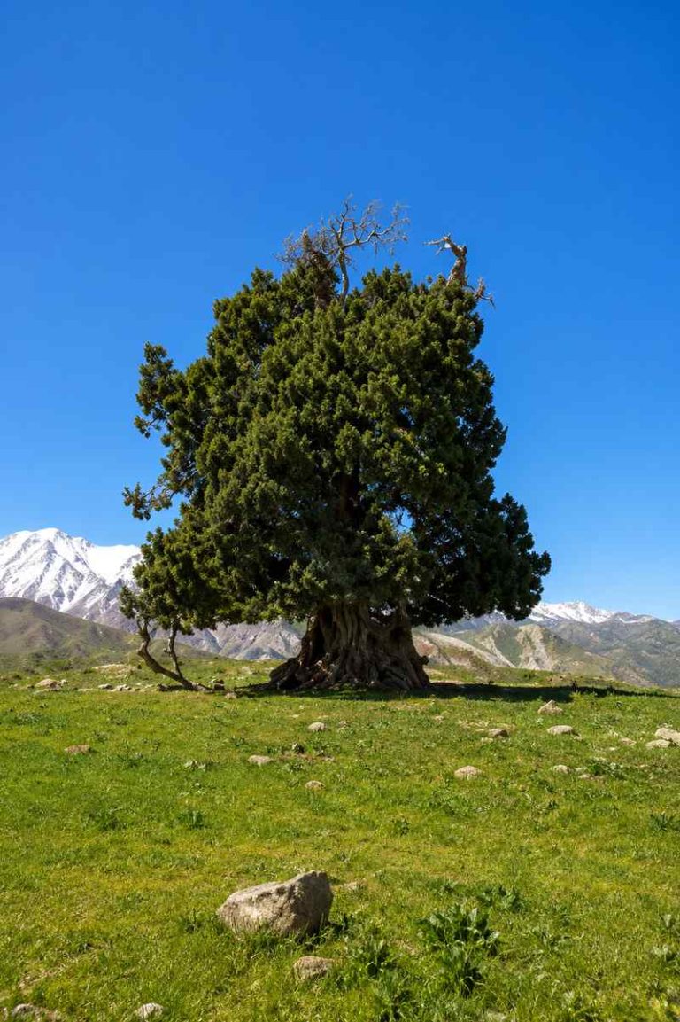 فضای سبز