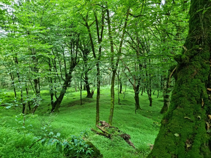 خزه های سرسبز