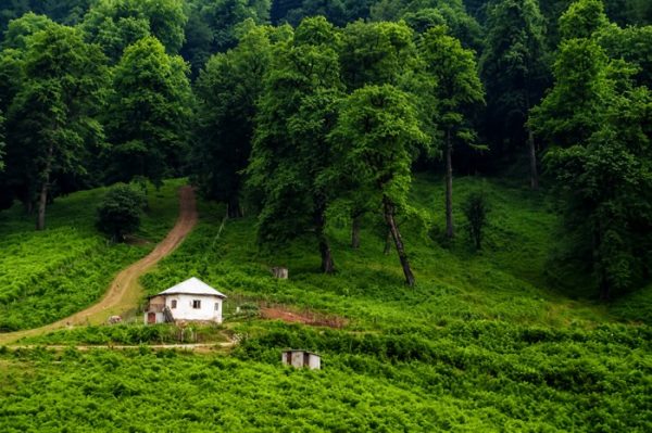 کلبه‌ای میان جنگل