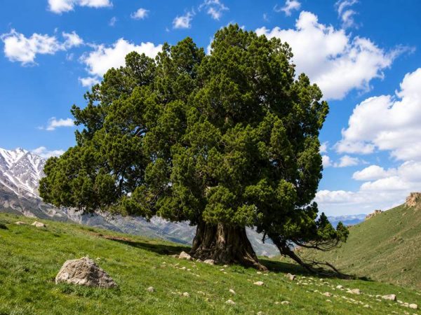 طبیعت بکر