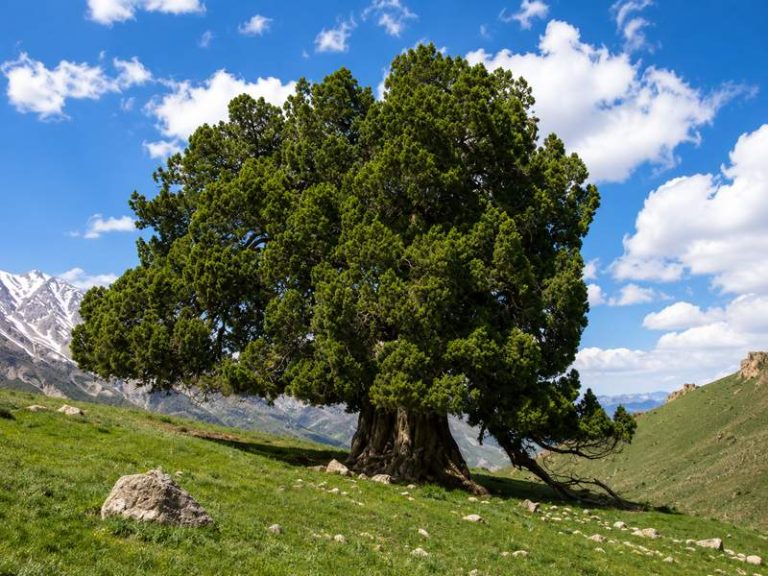 طبیعت بکر