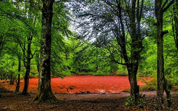 مرداب قرمز