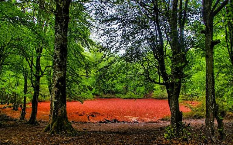 مرداب قرمز