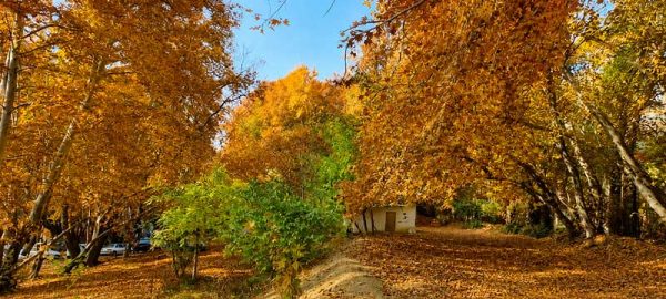 نمای پائیزی باغ