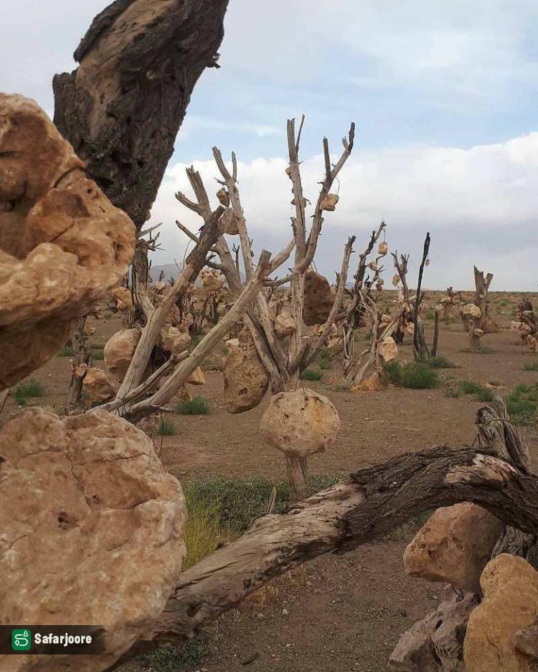 چشم‌انداز کویری
