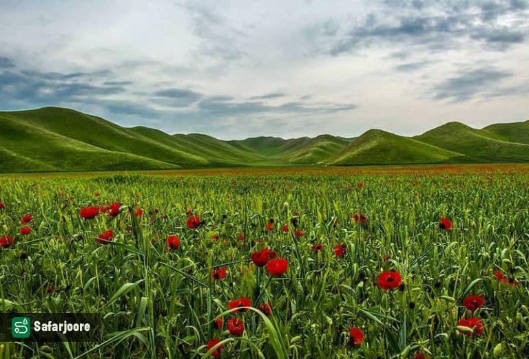 دشت سرخ شقایق