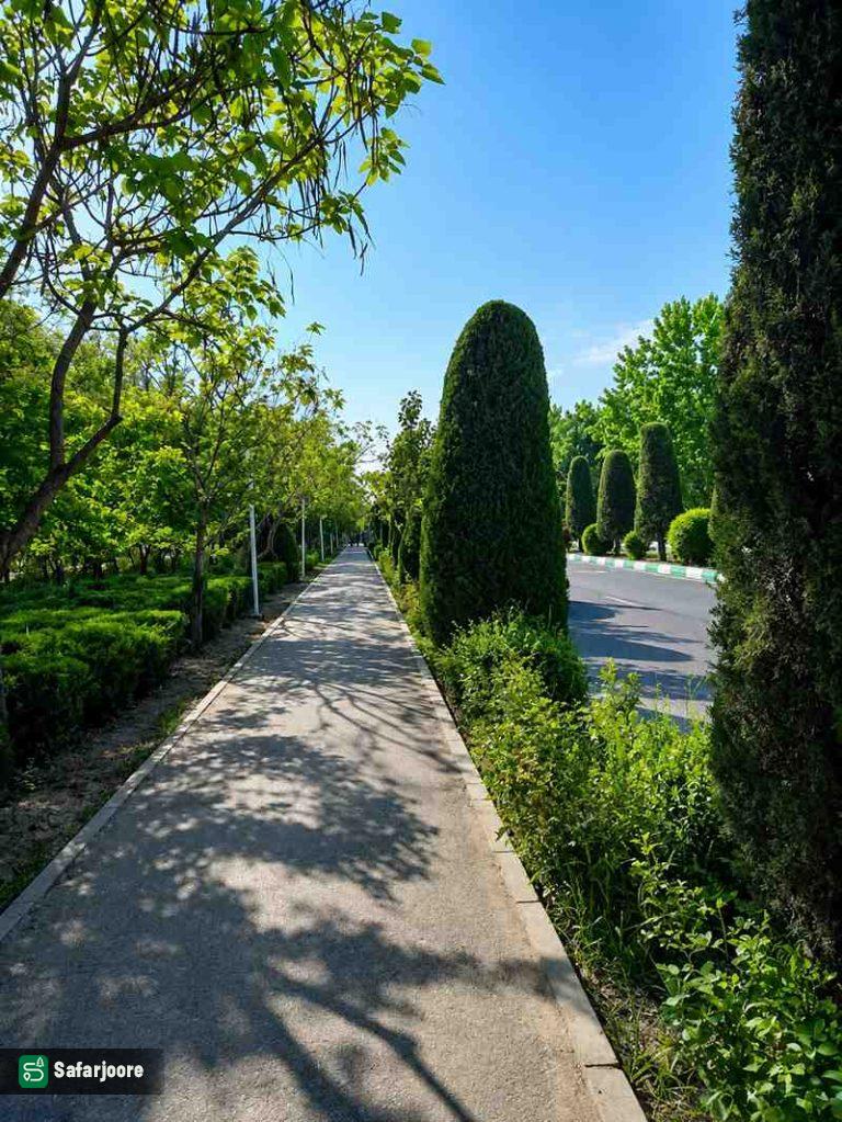 درختان سبز مخروطی