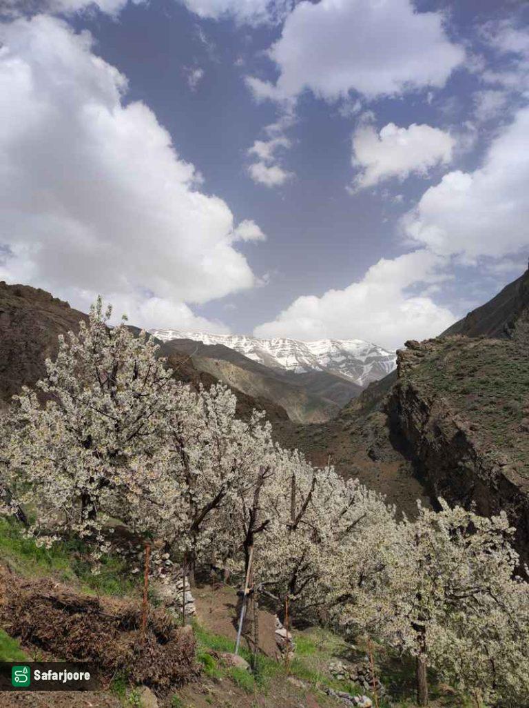 شکوفه های بهاری