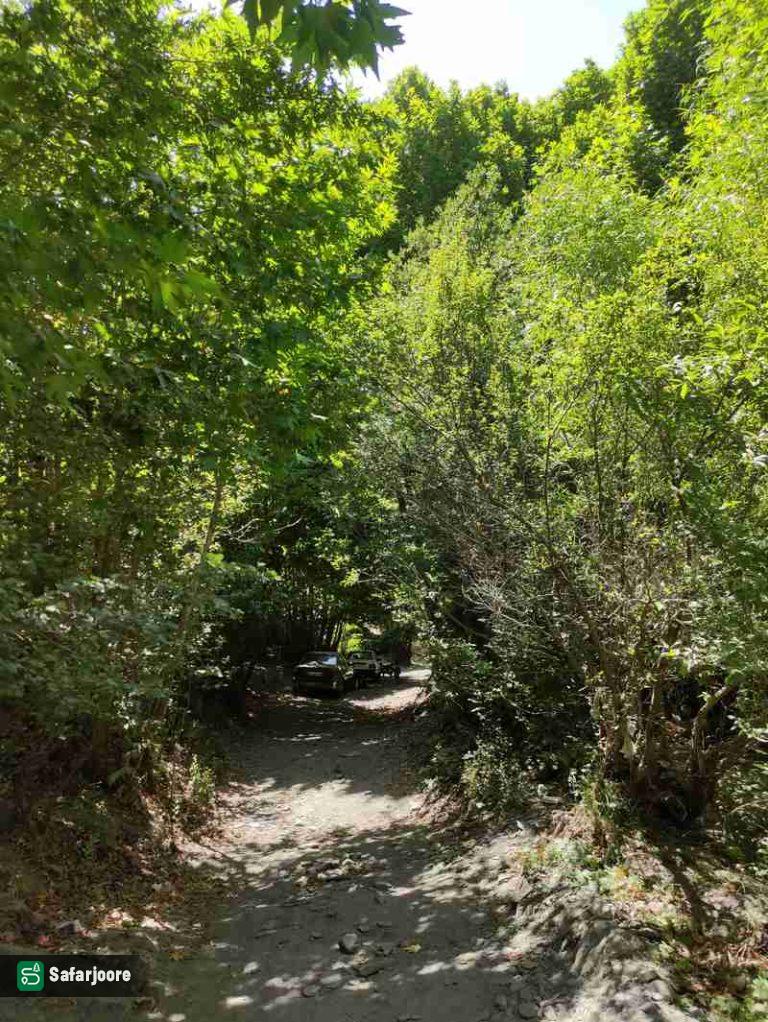 راه باریک جنگلی